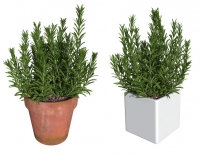 Rosemary Plant