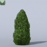 Thuja Nigra